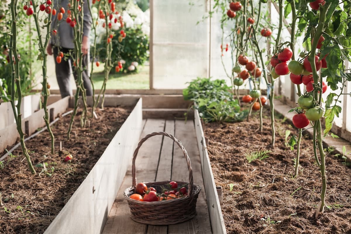 Wooden raised bed filled with tomatoes and a harvest basket in a garden greenhouse