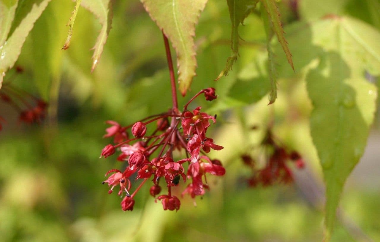 Japanese Maple 9