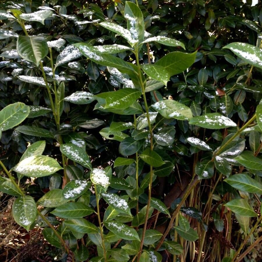 Cherry-laurel 12