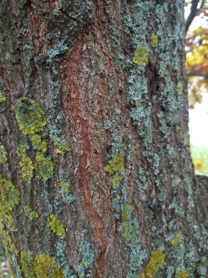 Pedunculate oak 25