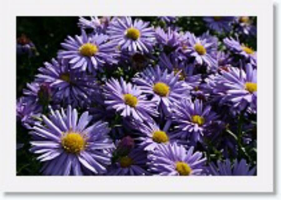 Aster
