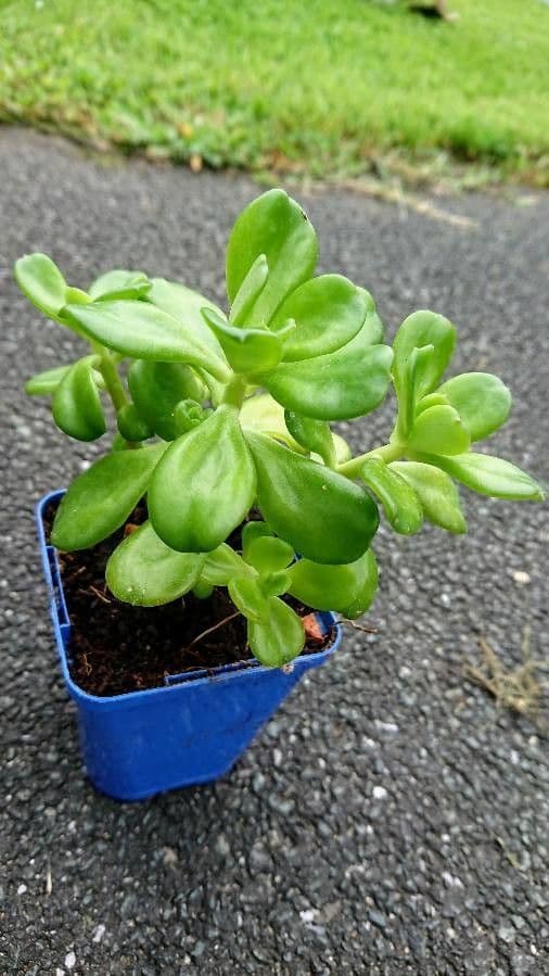 Pacific stonecrop 8