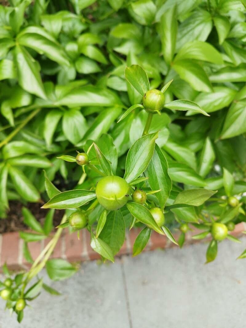 Common garden peony 2