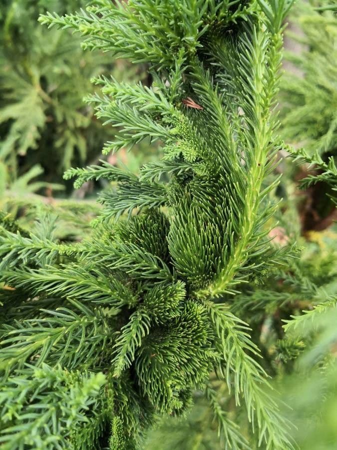 Japanese red-cedar 27