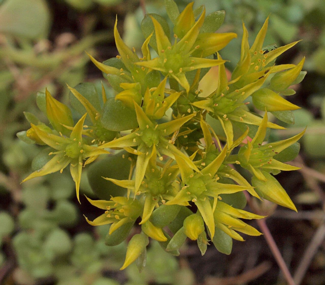 Pacific stonecrop 2