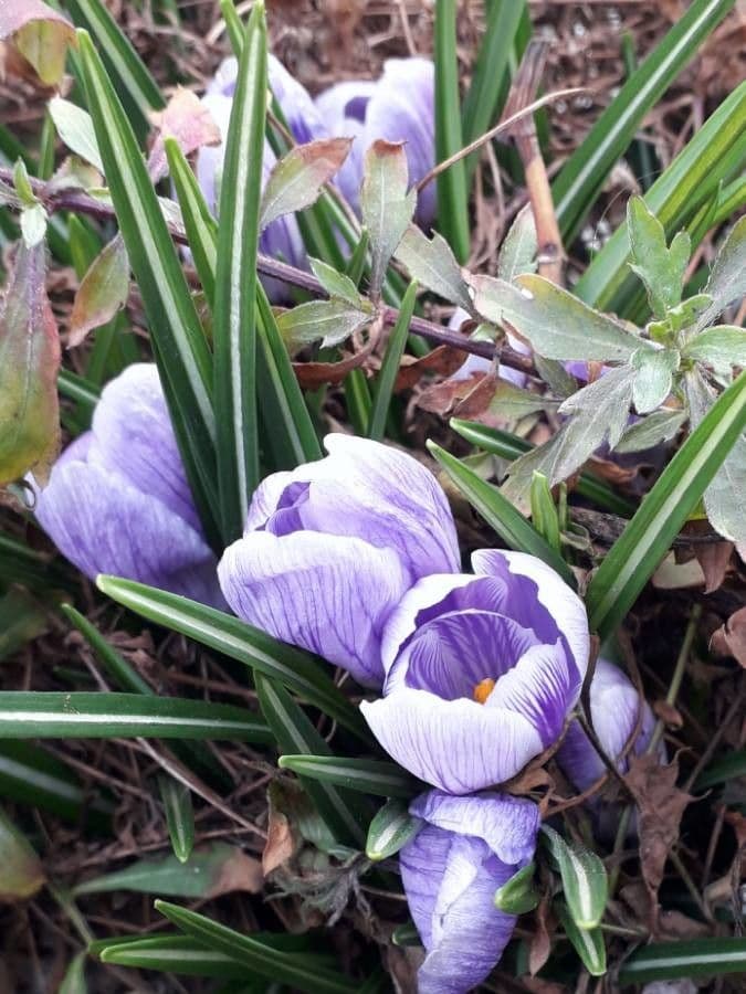 Spring crocus 9