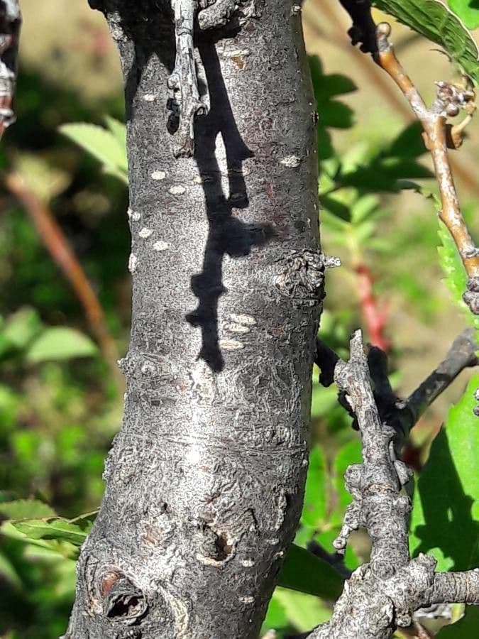 Briançon apricot 21