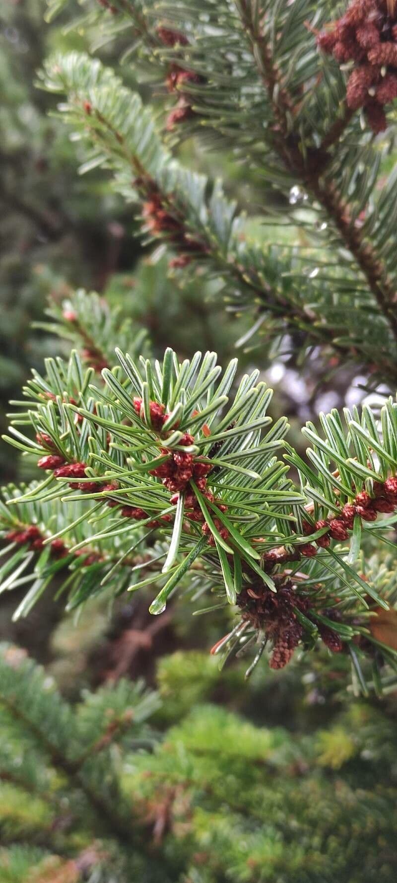 Serbian spruce 7