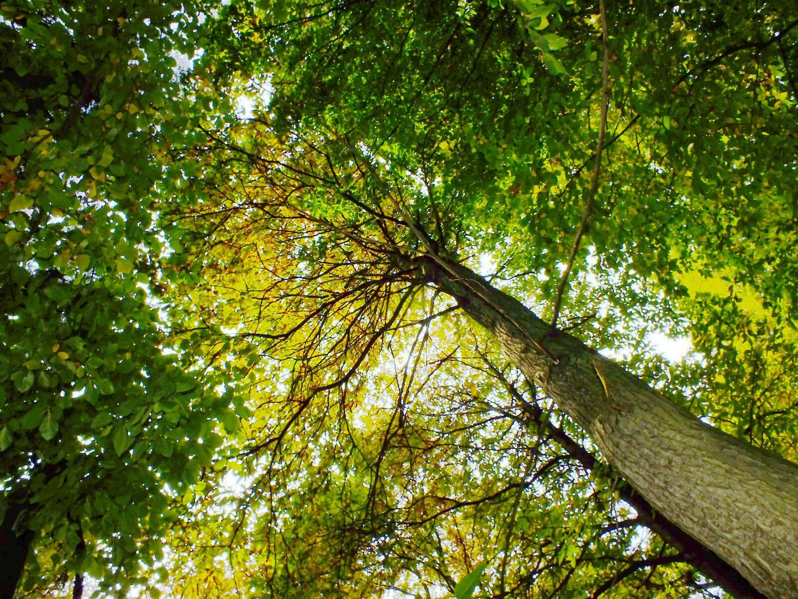 Japanese chestnut 12