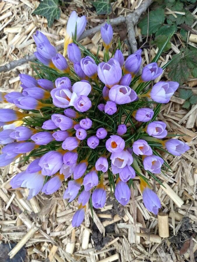 Early crocus 4