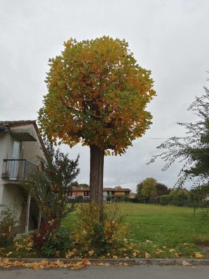 Tulip-poplar 12