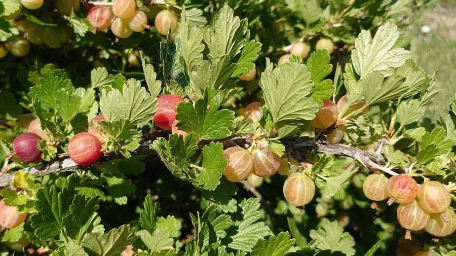 European Gooseberry 19