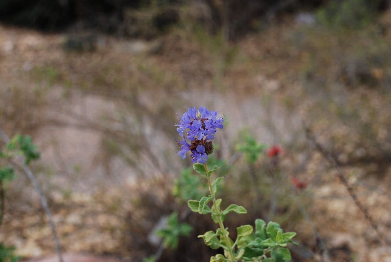 Purple sage 3