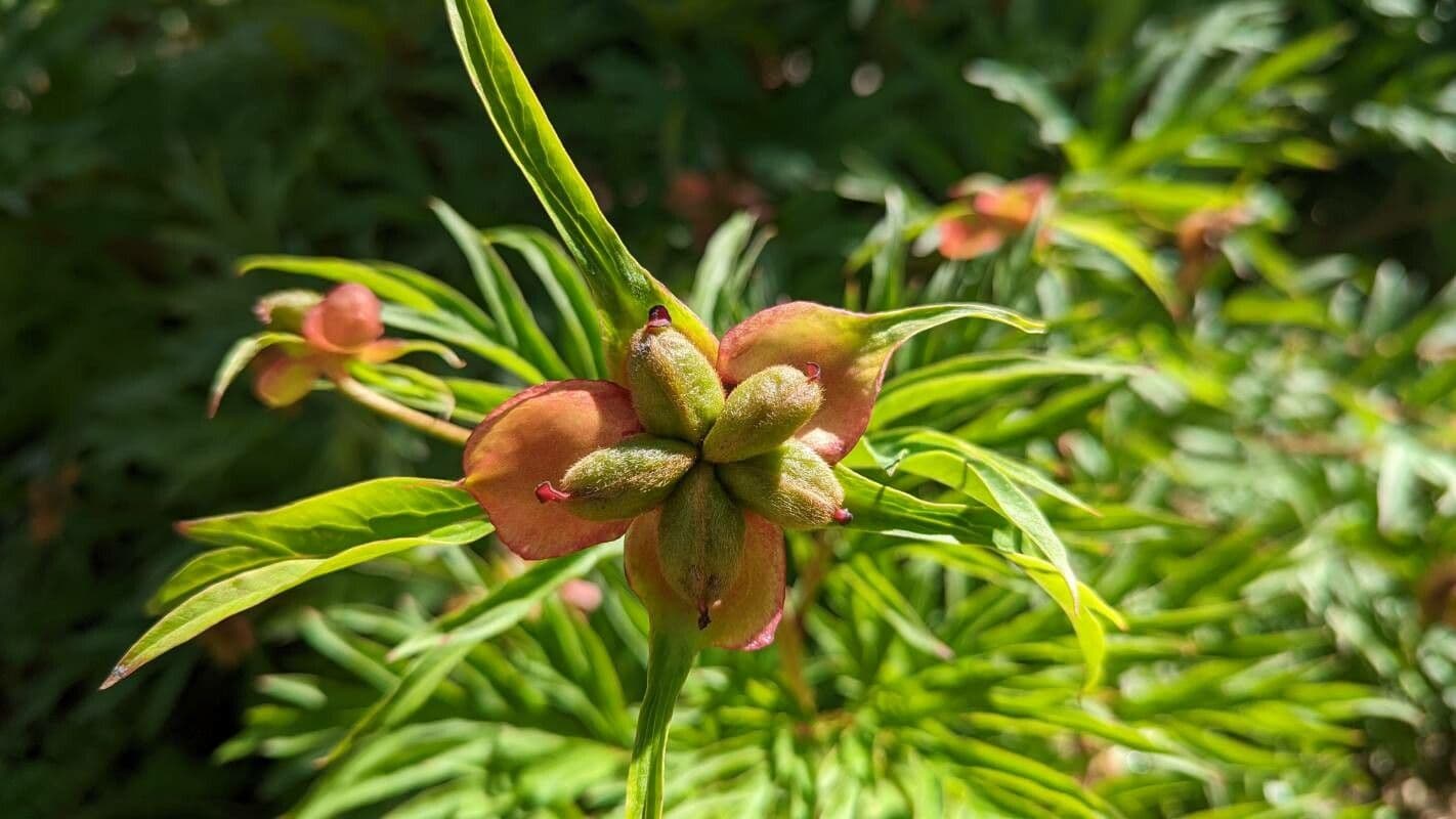 Anomalous peony