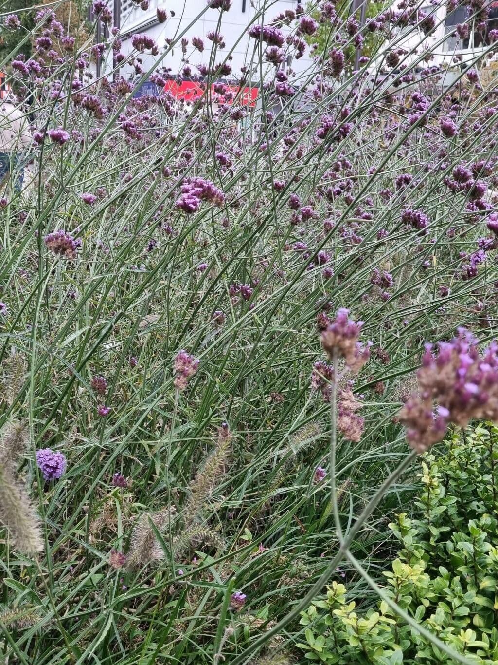 Argentine vervain 27