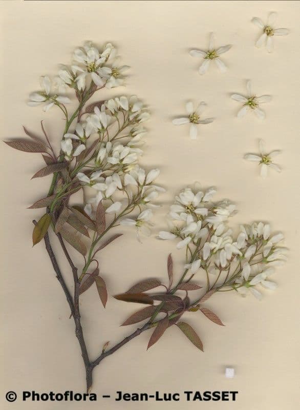 juneberry 30