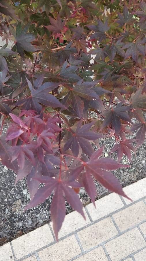 Japanese Maple 20