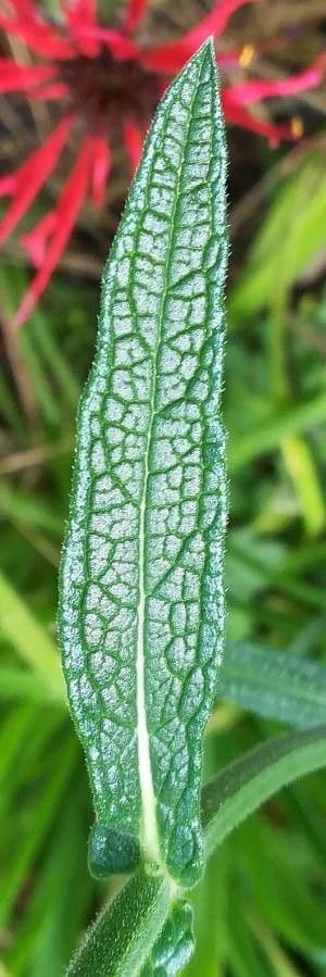 Argentine vervain 20