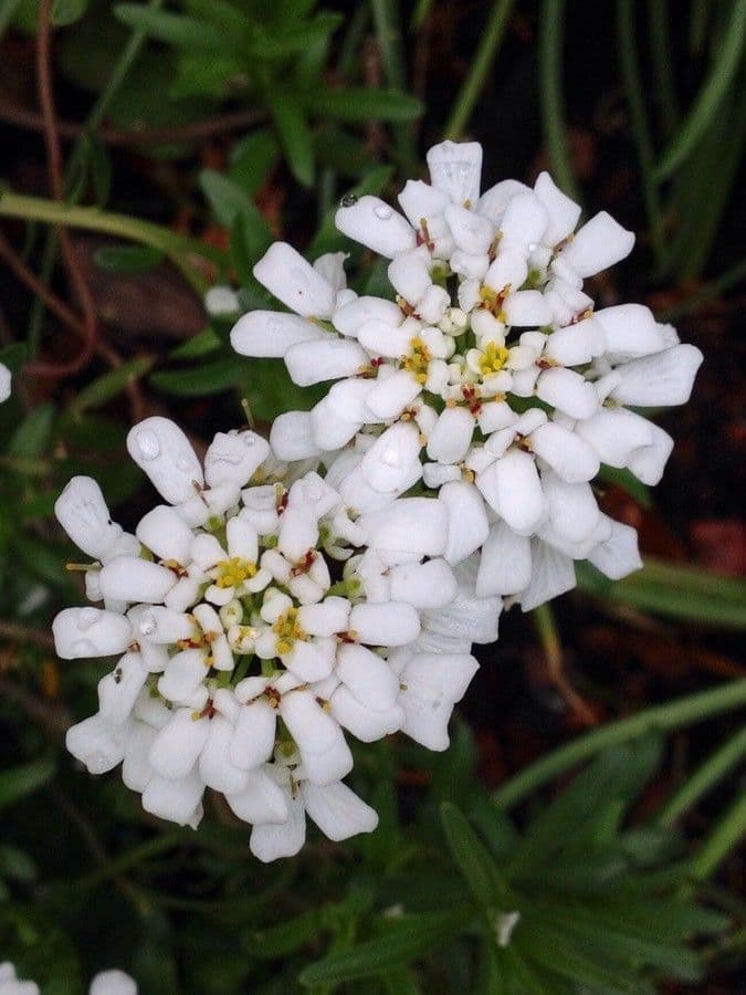 Evergreen candytuft 10