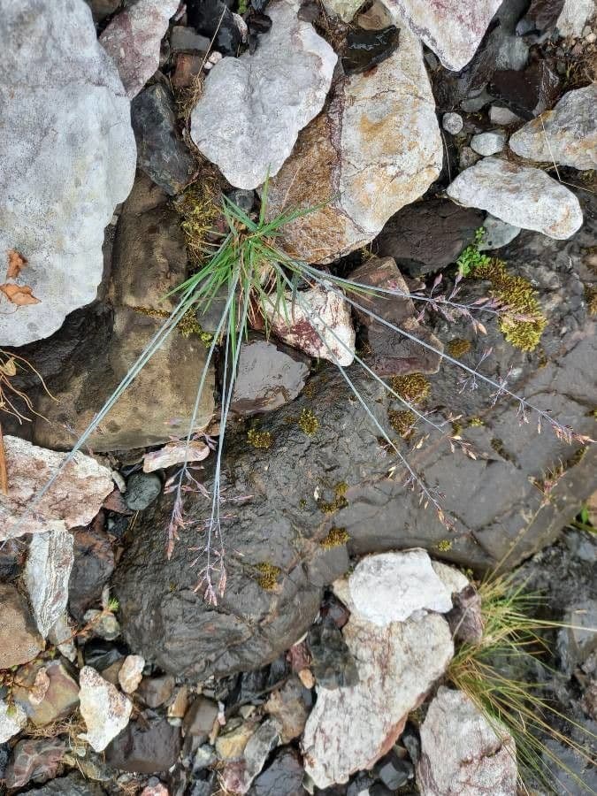 Glaucous Meadow-grass 14