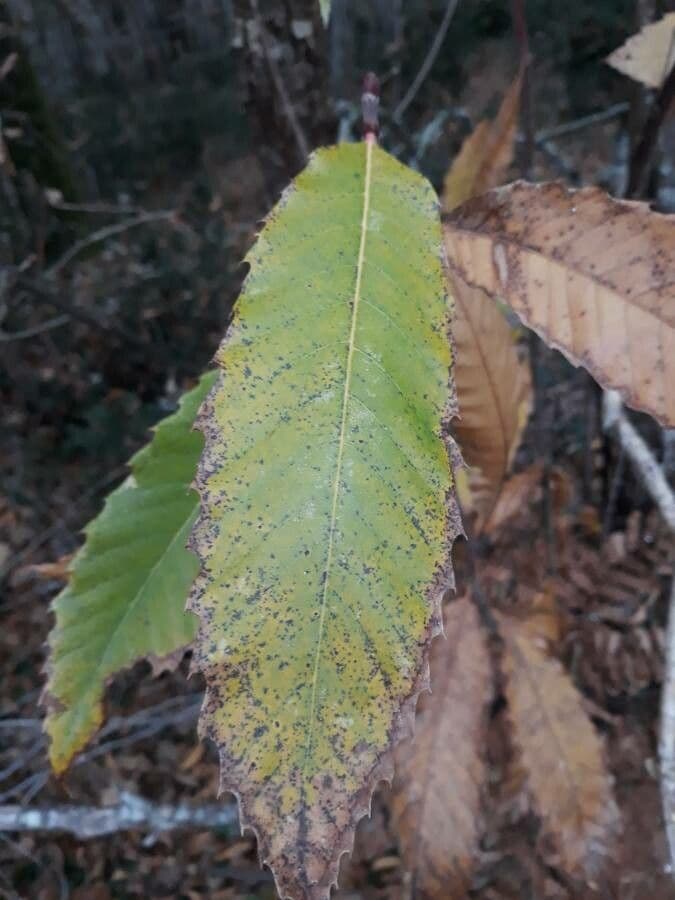 European chestnut 18