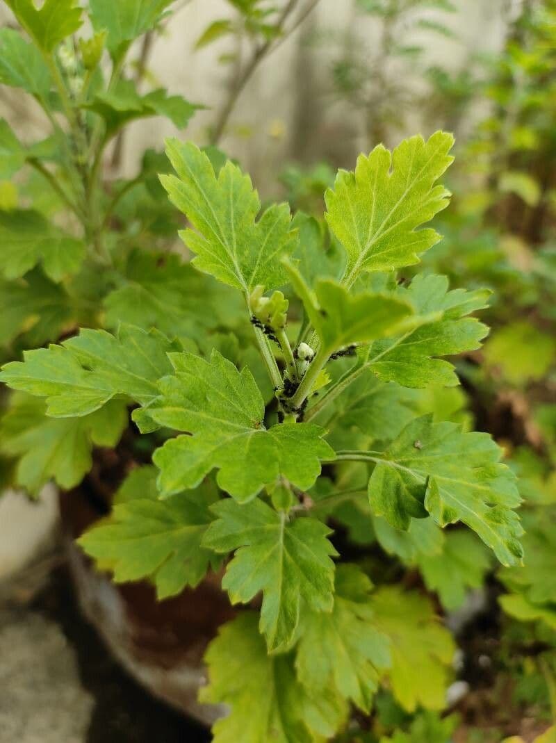 American gooseberry 4