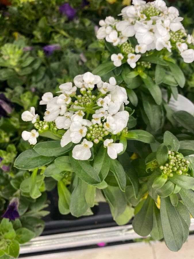 Evergreen candytuft 26