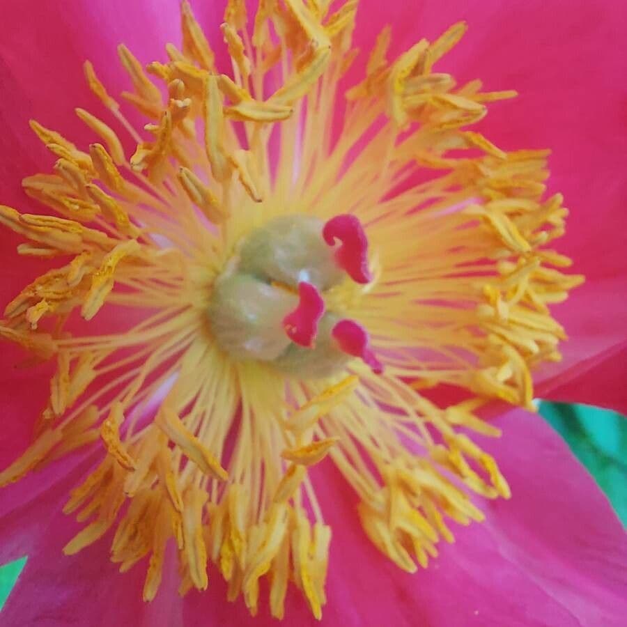 Common garden peony 29