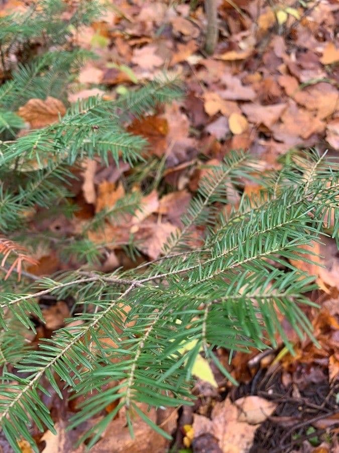 Canada balsam 14