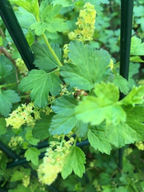 Alpine currant 8