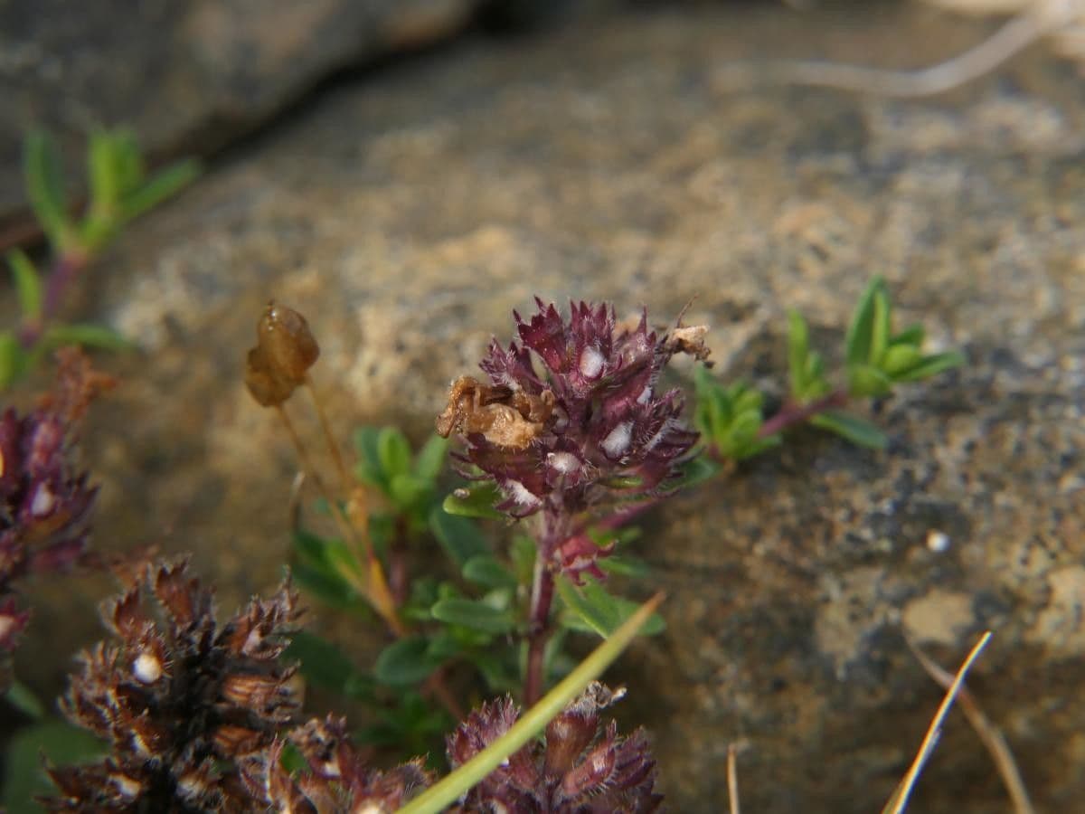 Long-stemmed thyme 11
