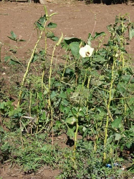 Okra 11