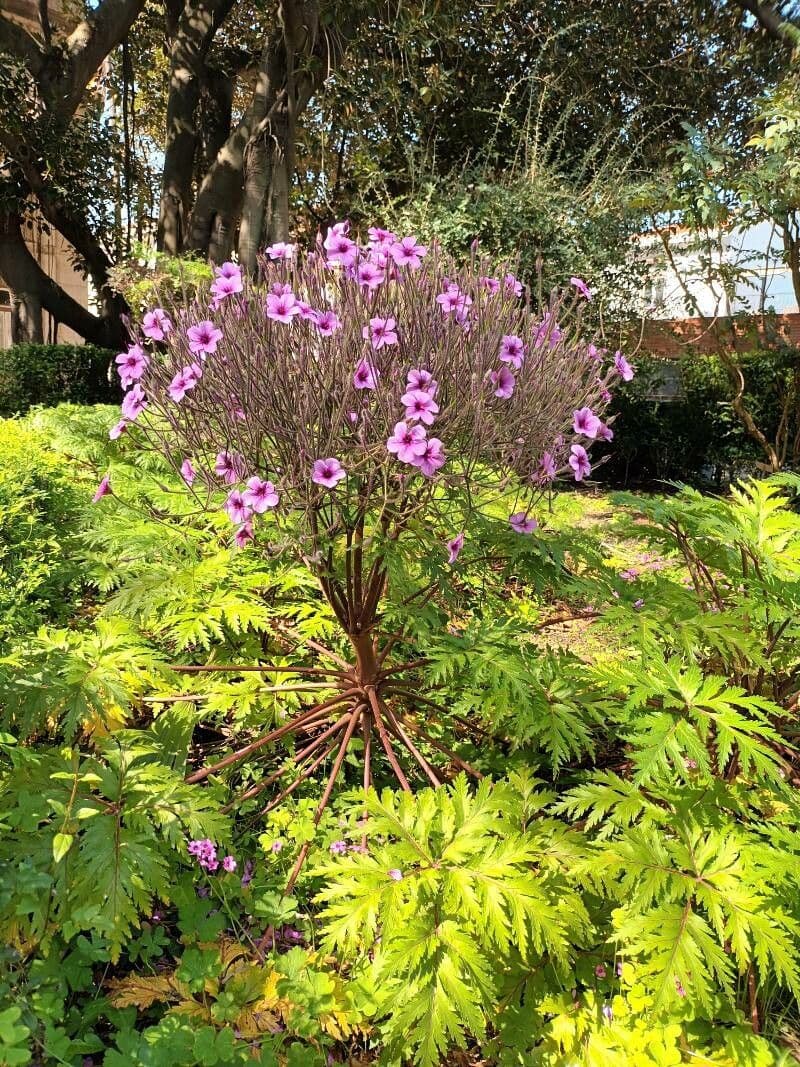 Giant herb-robert 12