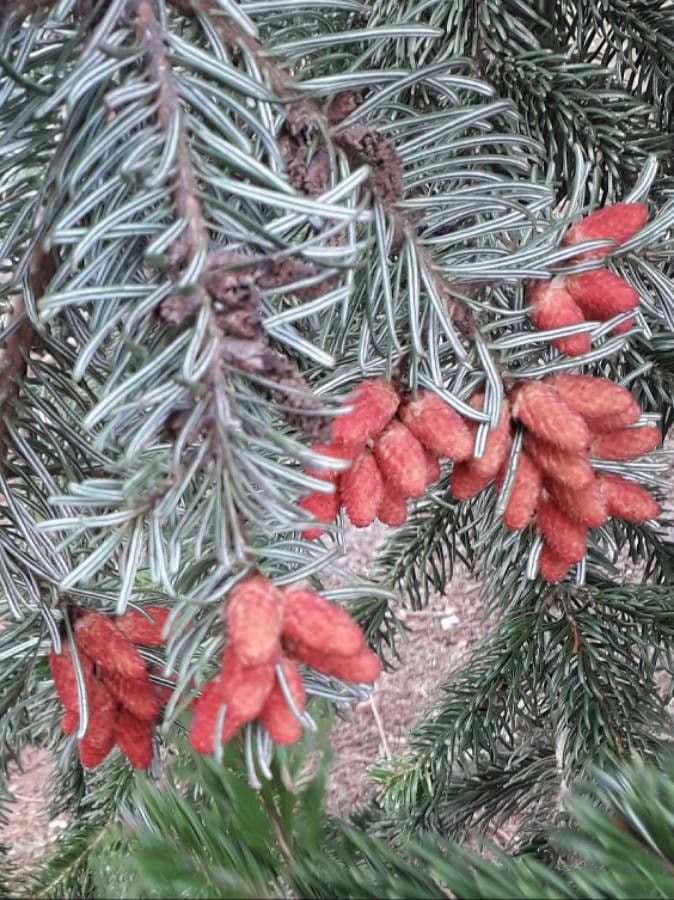 Christmastree 8