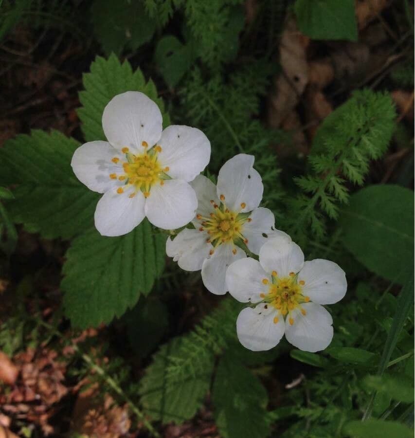 Alpine strawberry 6