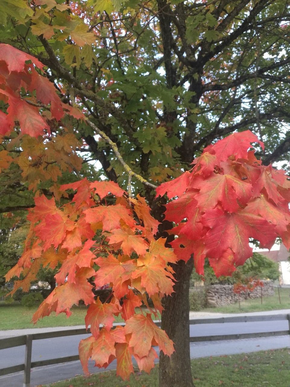 Red maple 19