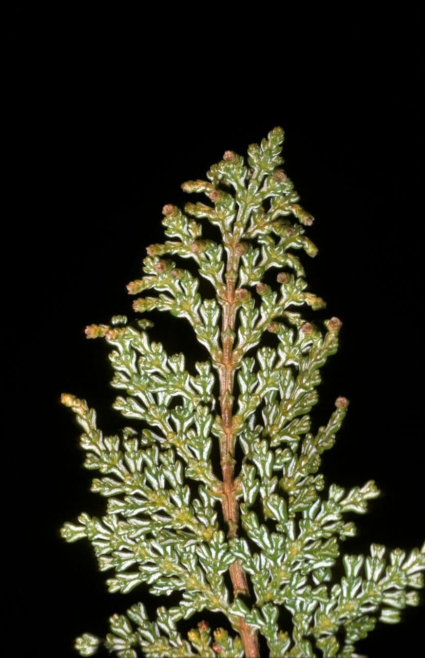 Chilean cedar