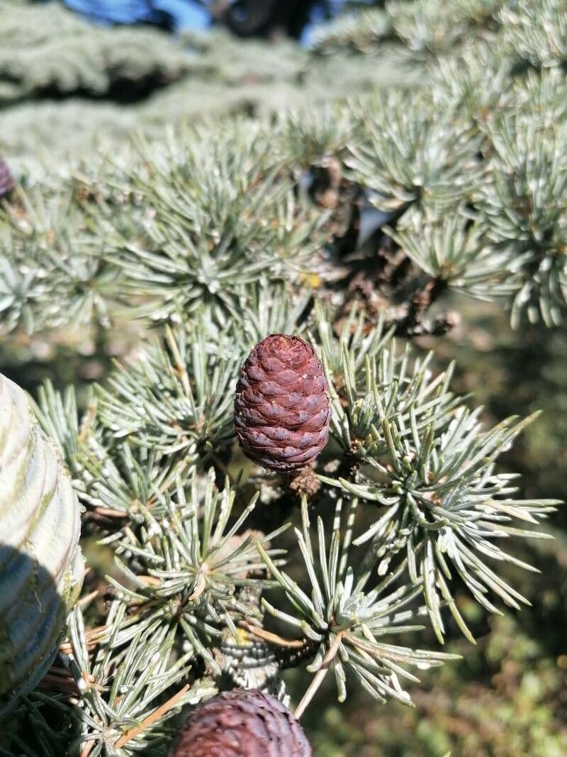 Cedar of lebanon 29