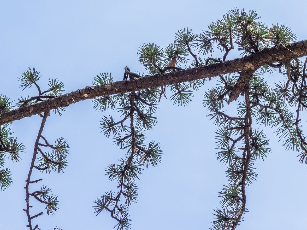 Cedar of lebanon 27