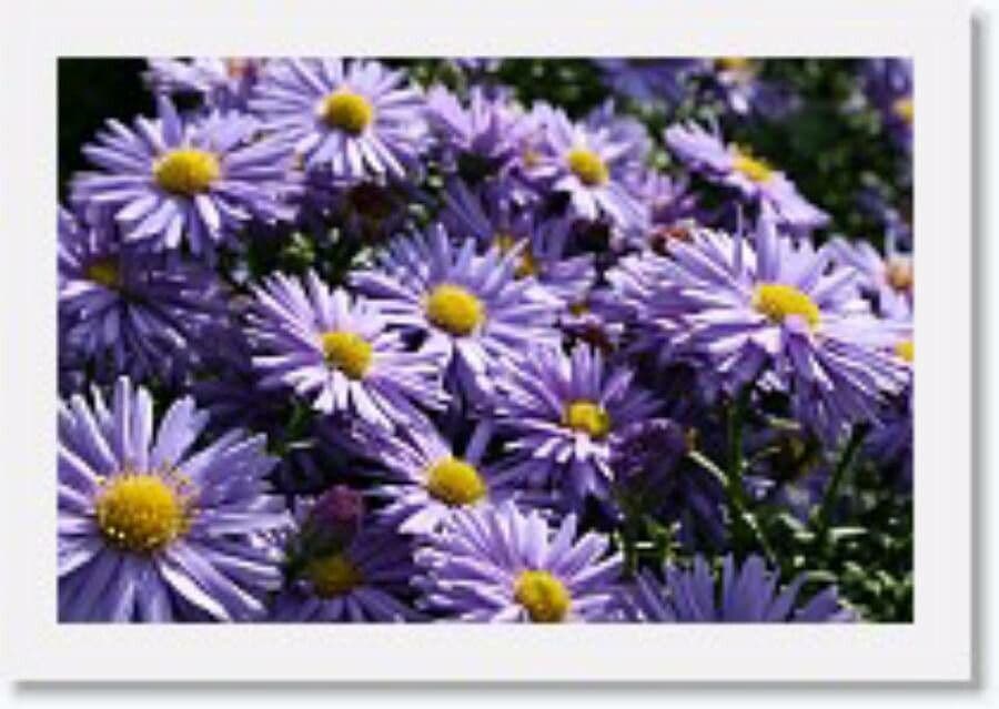 Aster 2