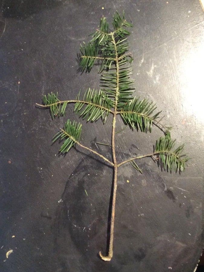 Canada balsam 19