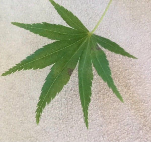 Japanese Maple 29