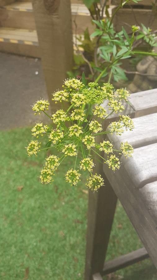 Garden parsley 8