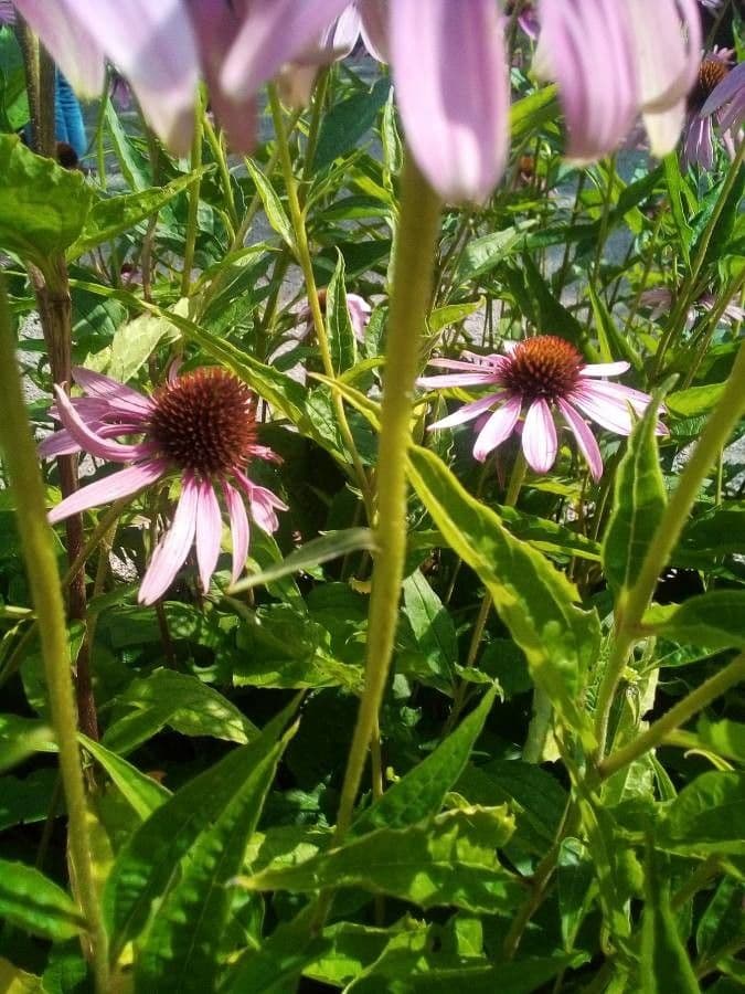 Eastern purple-coneflower 24