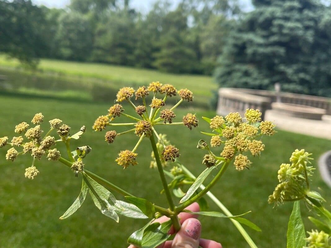 Garden lovage 7