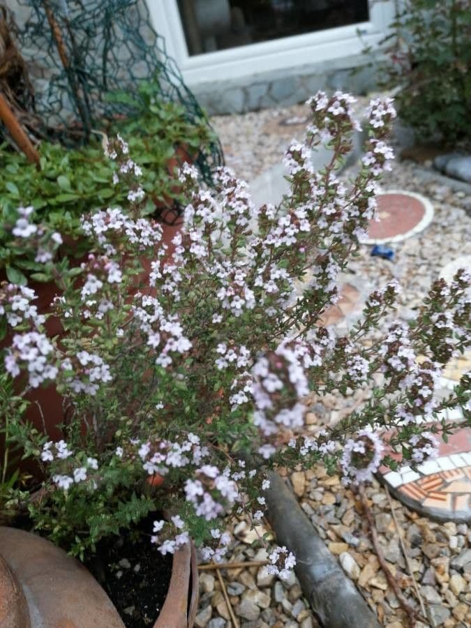 Garden thyme 10