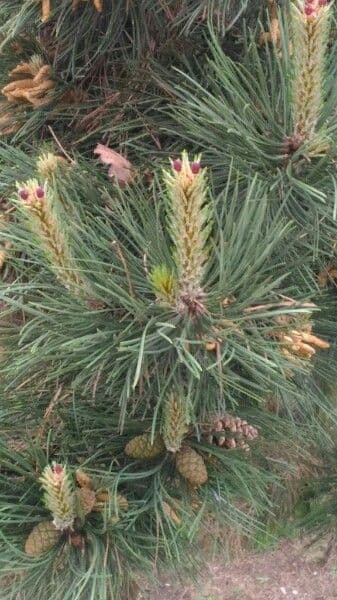 Northern pitch pine 7