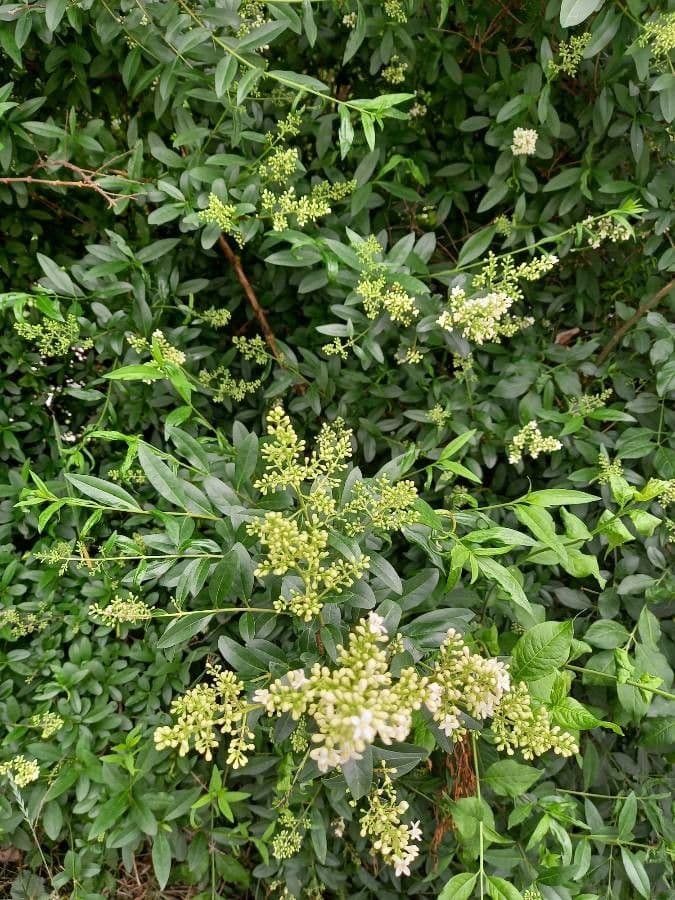 Waxyleaf privet 3
