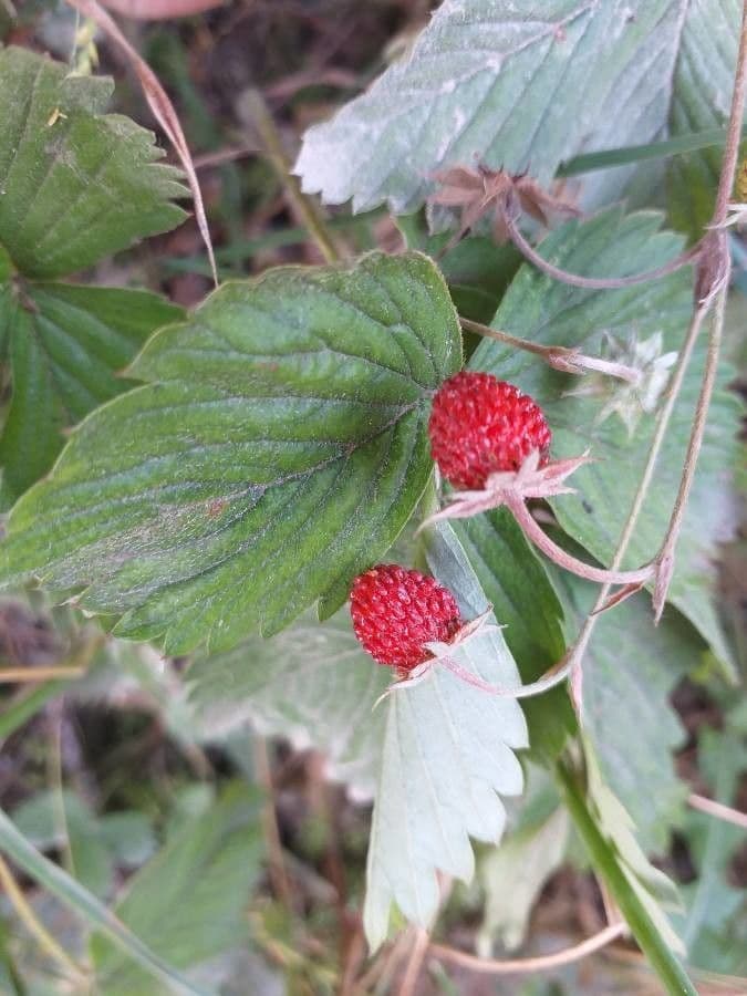 Alpine strawberry 5