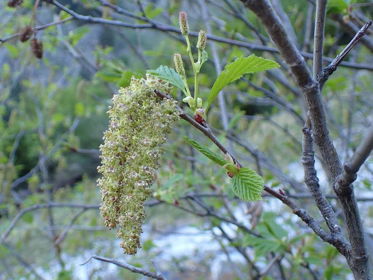 Green alder 5